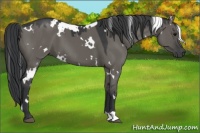 Horse Color:White Spotted Grullo