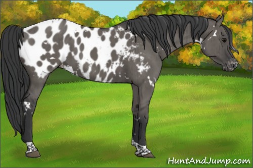 Horse Color:White Spotted Grullo Tobiano Appaloosa Brindle 