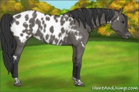 Horse Color:White Spotted Grullo Tobiano Appaloosa Brindle