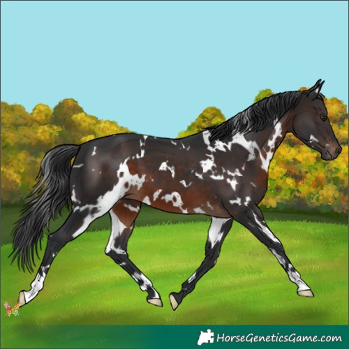 Horse Color:White Spotted Brown 