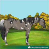 Horse Color:White Spotted Grullo Tobiano