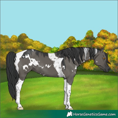 Horse Color:White Spotted Grullo Tobiano