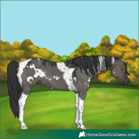 Horse Color:White Spotted Grullo Tobiano