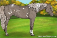Horse Color:White Spotted Silver Grullo Tobiano Appaloosa Brindle 