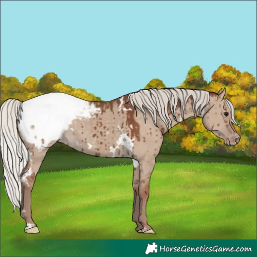 Horse Color:White Spotted Silver Grullo Appaloosa Brindle 