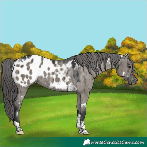 Horse Color:White Spotted Grullo Tobiano Blanket Brindle