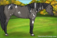 Horse Color:White Spotted Grullo