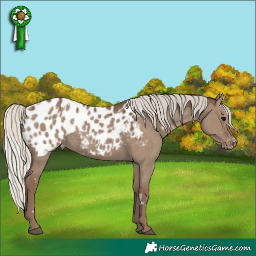 Horse Color:White Spotted Silver Grullo Appaloosa 