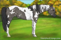 Horse Color:White Spotted Grullo Tobiano 
