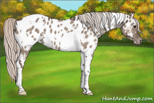 Horse Color:White Spotted Silver Grullo Tobiano Appaloosa Brindle