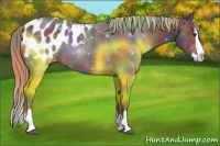 Horse Color:Nacre Liver Chestnut Sabino Splash Appaloosa 