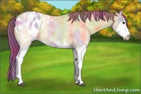 Horse Color:Nacre Buckskin Roan Dun Sabino Splash Blanket