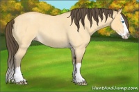 Horse Color:Amber Cream Champagne Roan Dun Splash