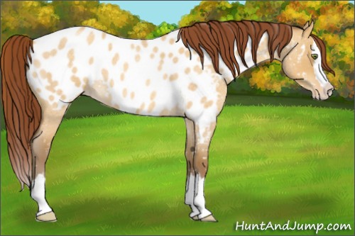 Horse Color:Sable Cream Champagne Roan Dun Splash Appaloosa 