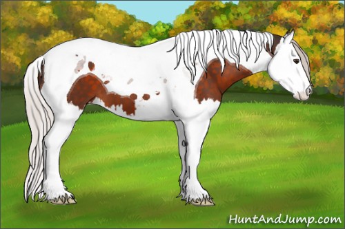Horse Color:Silver Brown Sabino Splash Tobiano