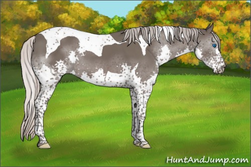 Horse Color:Silver Black Splash Tobiano 