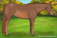 Horse Color:Chestnut 