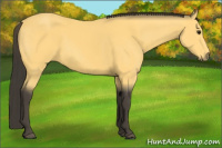 Horse Color:Buckskin 