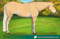 Horse Color:Palomino 