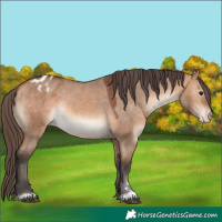 Horse Color:Bay Dun Sabino Blanket Rabicano 