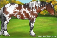 Horse Color:White Spotted Brown Appaloosa 