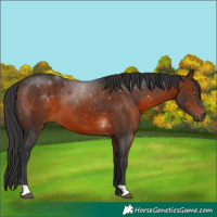 Horse Color:Brown 