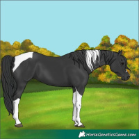 Horse Color:Black Tobiano 