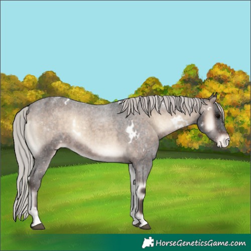 Horse Color:White Spotted Silver Brown Roan Onyx Appaloosa