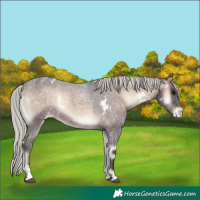 Horse Color:White Spotted Silver Brown Roan Onyx Appaloosa 