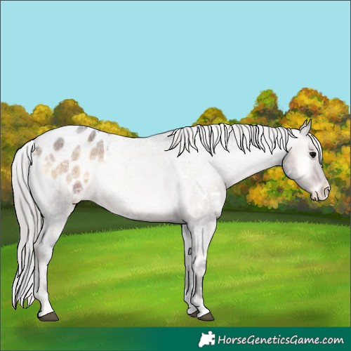Horse Color:White Spotted Silver Brown Roan Onyx Varnish