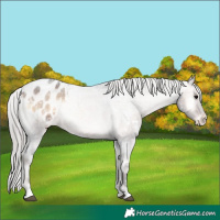 Horse Color:White Spotted Silver Brown Roan Onyx Varnish 