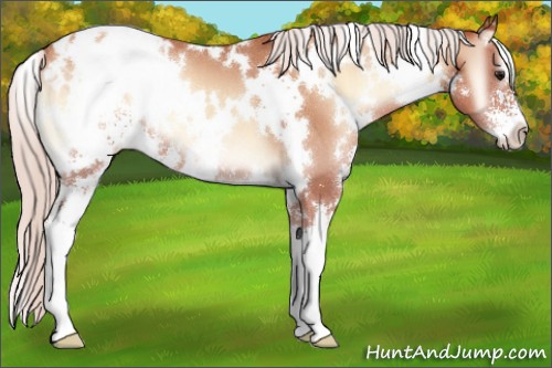 Horse Color:White Spotted Silver Sable Champagne Onyx Sabino Appaloosa 