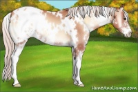 Horse Color:White Spotted Silver Sable Champagne Onyx Sabino Appaloosa 