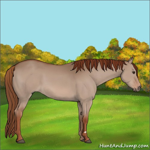 Horse Color:Red Dun 