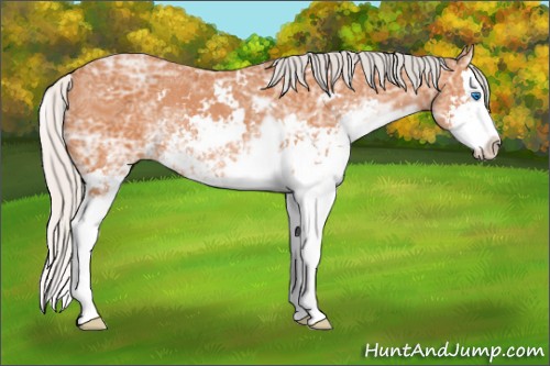 Horse Color:Silver Bay Ice Sabino Splash 