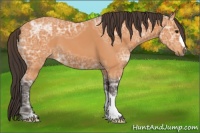 Horse Color:Buckskin Ice