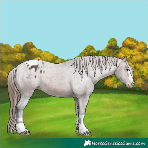Horse Color:Brown Appaloosa 