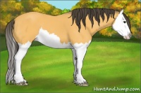 Horse Color:Buckskin Splash