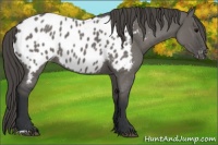 Horse Color:Grullo Roan Near Leopard 