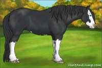 Horse Color:Black Sabino Splash