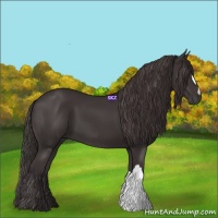 Horse Color:Smoky Black
