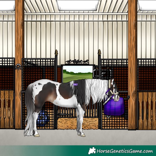 Horse Color:Brown Splash Tobiano