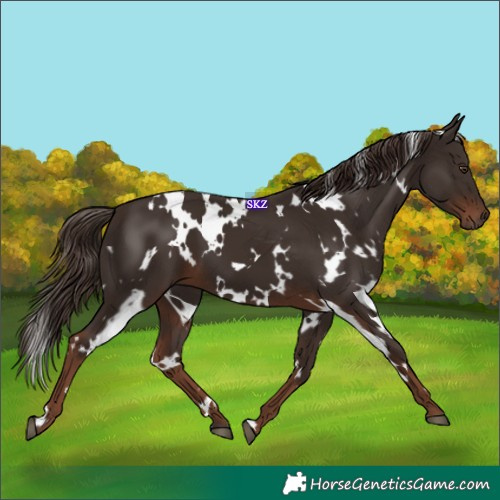 Horse Color:White Spotted Liver Chestnut