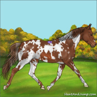 Horse Color:White Spotted Chestnut 