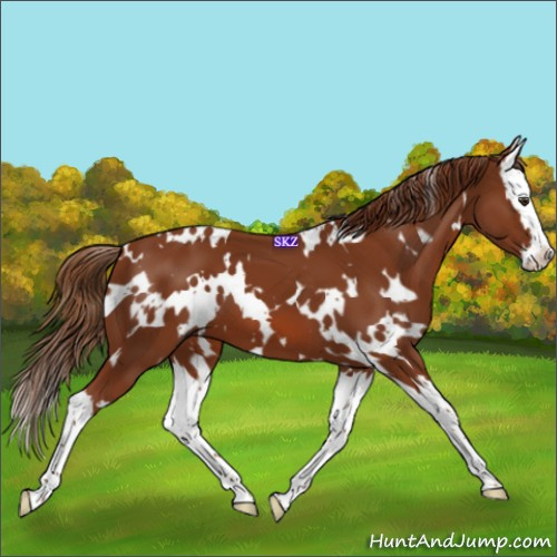 Horse Color:White Spotted Chestnut Splash