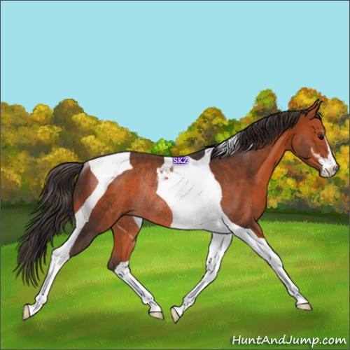 Horse Color:Bay Sabino Tobiano Rabicano