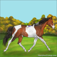 Horse Color:Bay Sabino Tobiano Rabicano 
