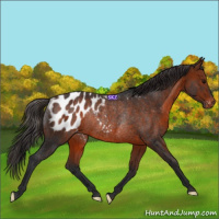 Horse Color:Bay Appaloosa Rabicano 