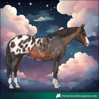 Horse Color:Bay Blanket Rabicano 