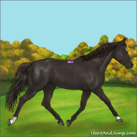 Horse Color:Liver Chestnut Sabino 